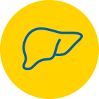 Yellow circle with graphic depicting a liver.